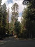 Séquoia national park